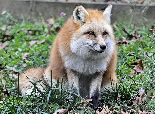 fox837