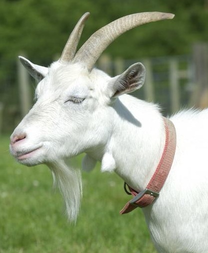 goats-jw