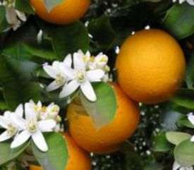 orange-blossom1