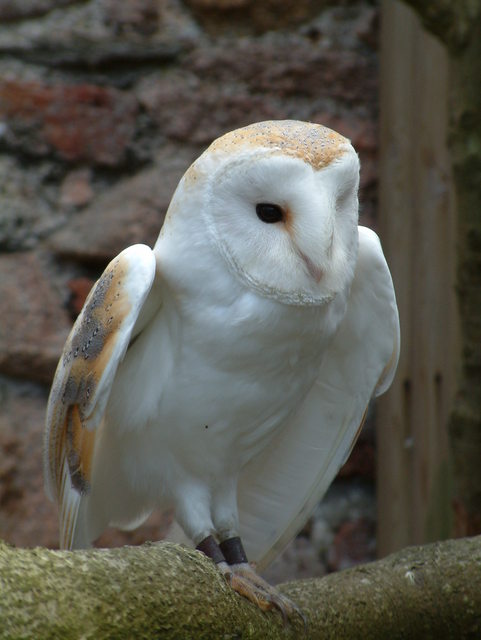 owl-jw