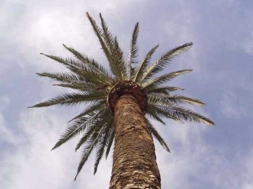 palm-tree1_500_375