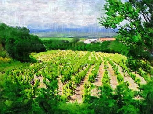 vineyards1p_500_375